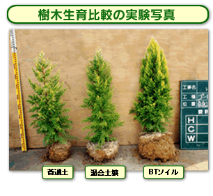 樹木成育比較の実験写真