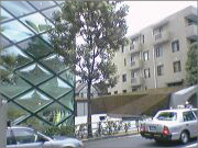 樹木医カトちゃんの「東京」見て歩き