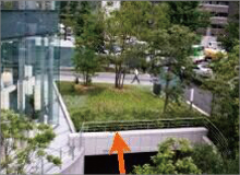 樹木医カトちゃんの「東京」見て歩き