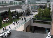 樹木医カトちゃんの「東京」見て歩き