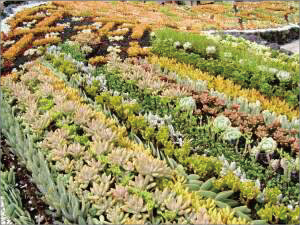 永田カメラマンの「浜名湖花博」