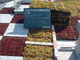 岐阜大学医学部図書館の屋上緑化