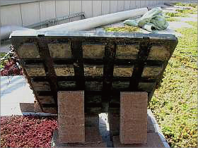 岐阜大学医学部図書館の屋上緑化