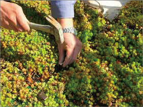 岐阜大学医学部図書館の屋上緑化