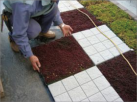 岐阜大学医学部図書館の屋上緑化