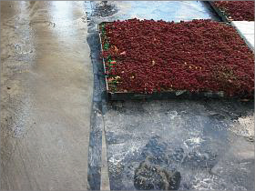 岐阜大学医学部図書館の屋上緑化