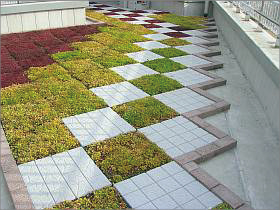 岐阜大学医学部図書館の屋上緑化
