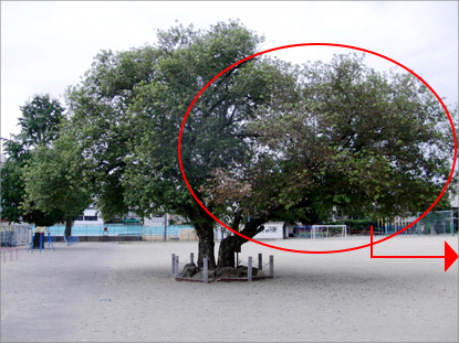 白山小学校のオオバヤナギの樹勢回復治療