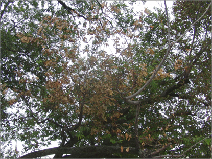 白山小学校のオオバヤナギの樹勢回復治療
