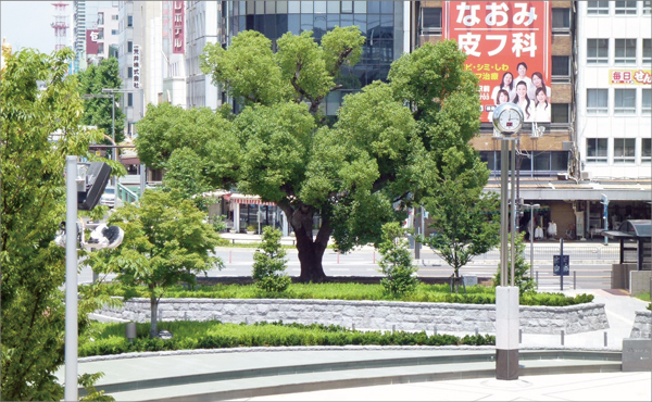 駅前のシンボル樹がこんなに元気になりました!