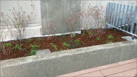 岐阜市新庁舎の立体駐車場 壁面緑化と花壇植栽工事