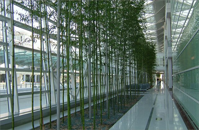 中部国際空港セントレア マダケ植栽（２）の画像