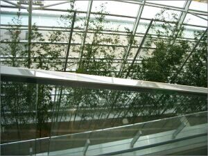 中部国際空港セントレア マダケ植栽（２）