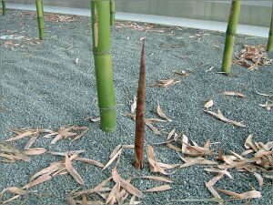 中部国際空港セントレア マダケ植栽（２）