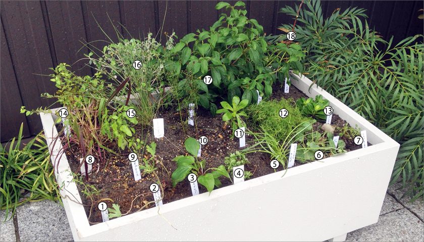珍しい地被植栽の生育実験の画像
