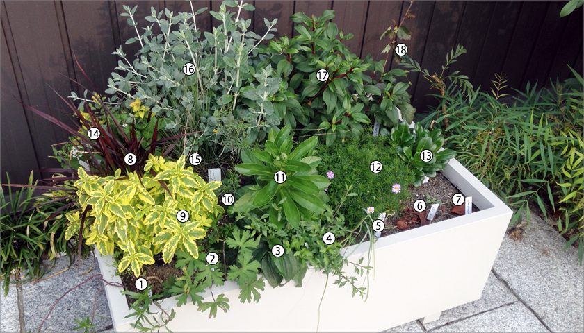 珍しい地被植栽の生育実験