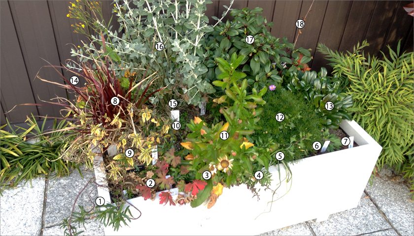 珍しい地被植栽の生育実験