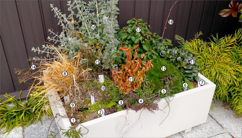 珍しい地被植栽の生育実験