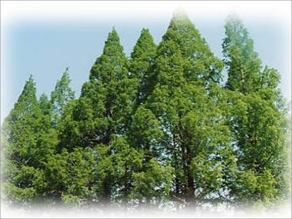 長良公園の運営・管理を指定管理者として行っております
