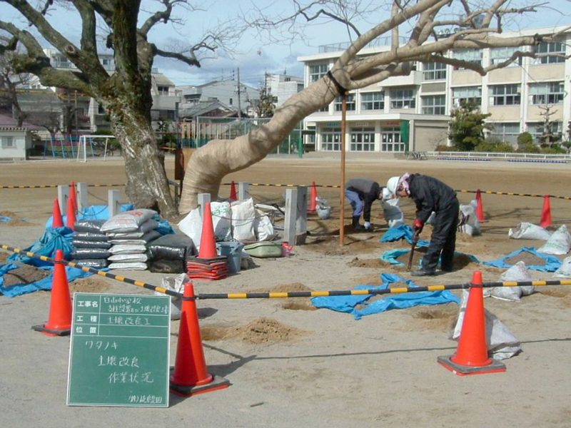 白山小学校のオオバヤナギの樹勢回復治療