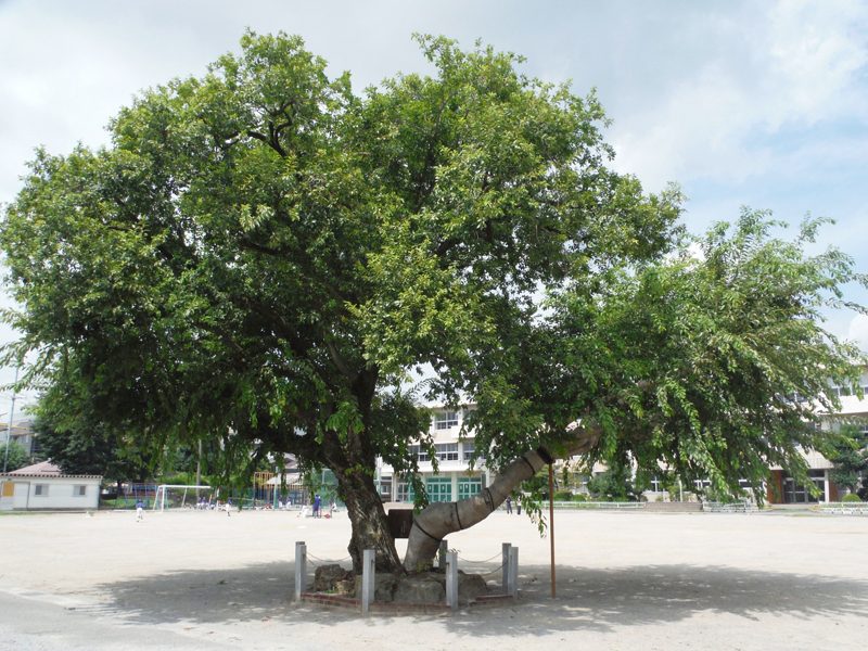 白山小学校のオオバヤナギの樹勢回復治療の画像