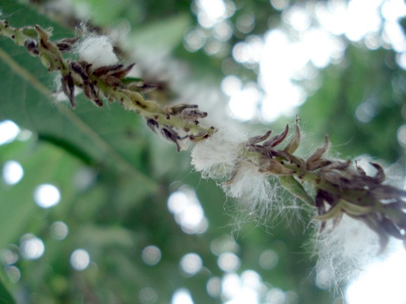 白山小学校のオオバヤナギの樹勢回復治療