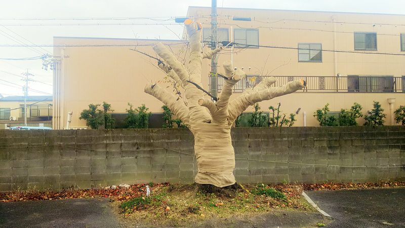 大サクラ記念樹の移植工事