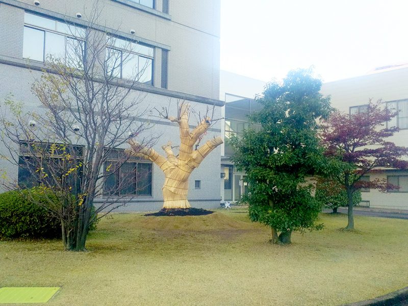 大サクラ記念樹の移植工事