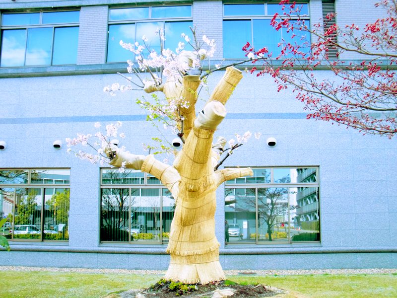 大サクラ記念樹の移植工事の画像