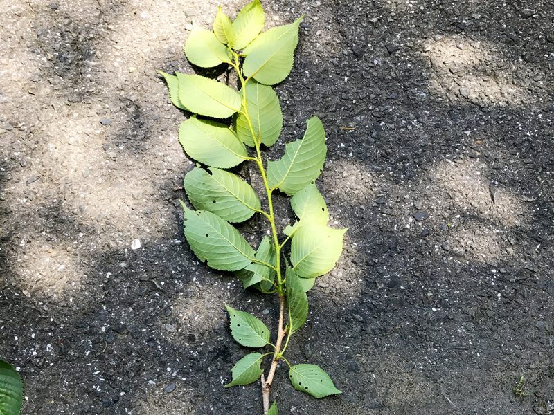 ソメイヨシノの挿し木作業