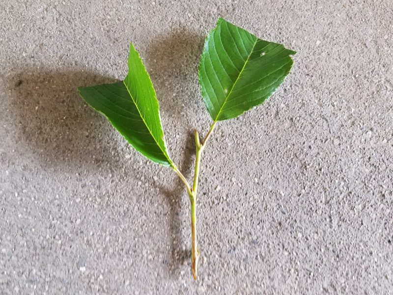 ソメイヨシノの挿し木作業