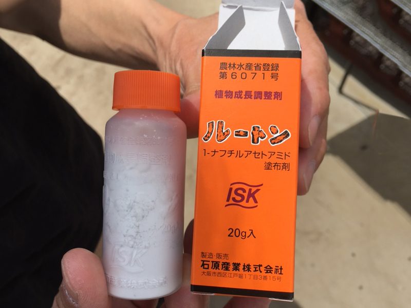 ソメイヨシノの挿し木作業