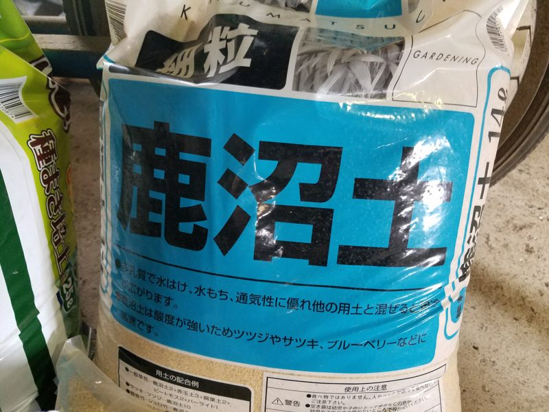 ソメイヨシノの挿し木作業