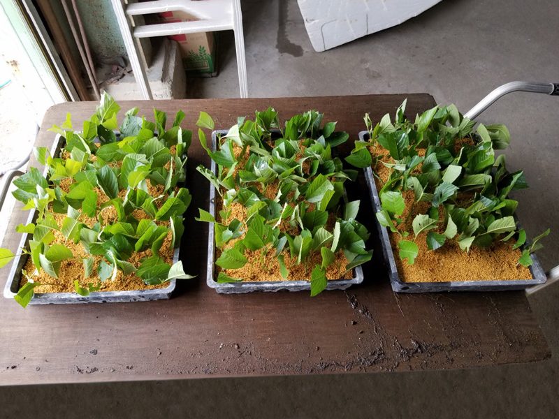 ソメイヨシノの挿し木作業