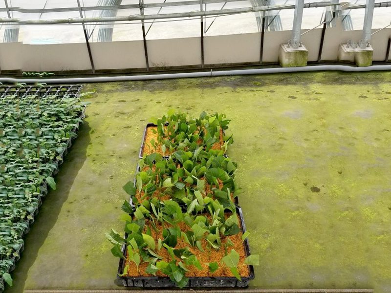 ソメイヨシノの挿し木作業