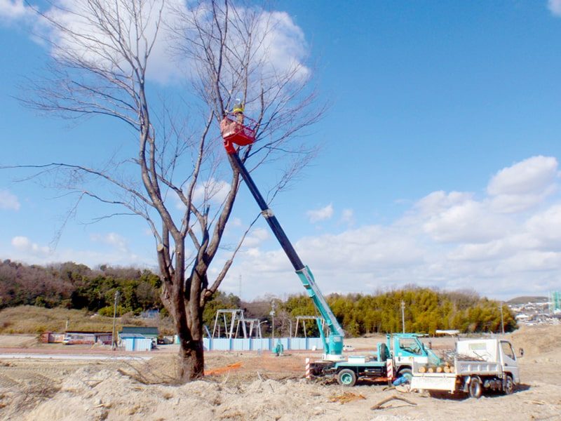 2年がかりの大プロジェクト ヤマザクラ移植工事