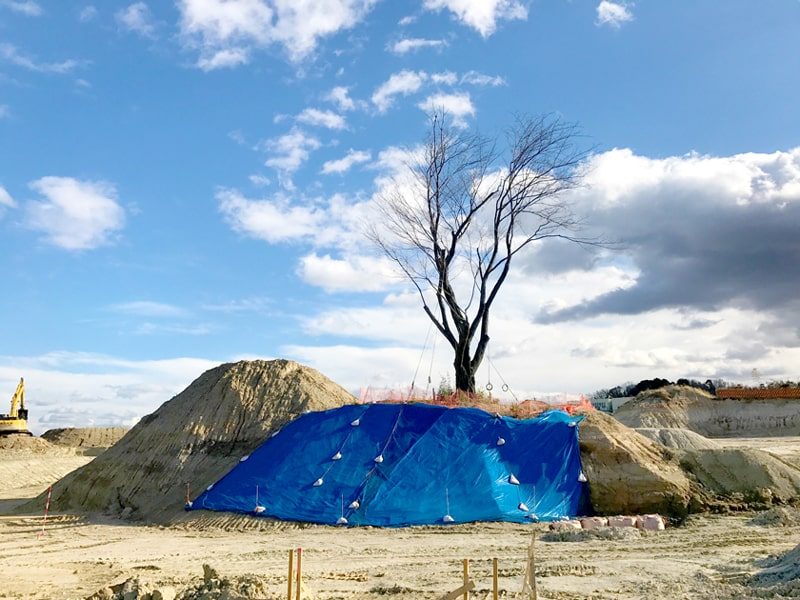 2年がかりの大プロジェクト ヤマザクラ移植工事