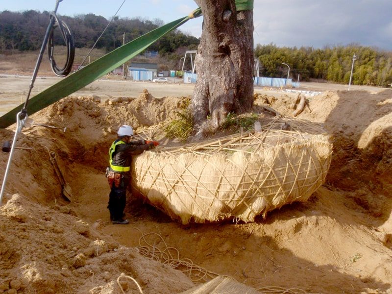 2年がかりの大プロジェクト ヤマザクラ移植工事