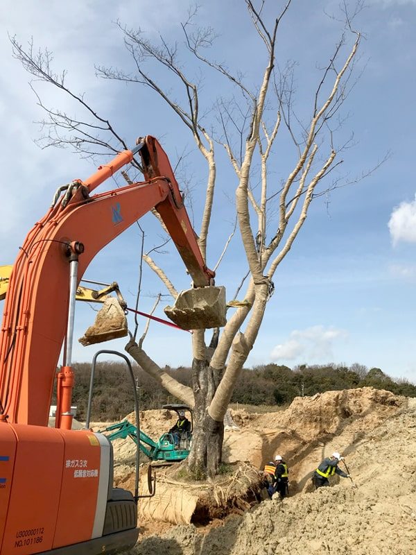 2年がかりの大プロジェクト ヤマザクラ移植工事