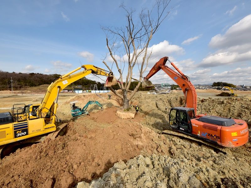 2年がかりの大プロジェクト ヤマザクラ移植工事