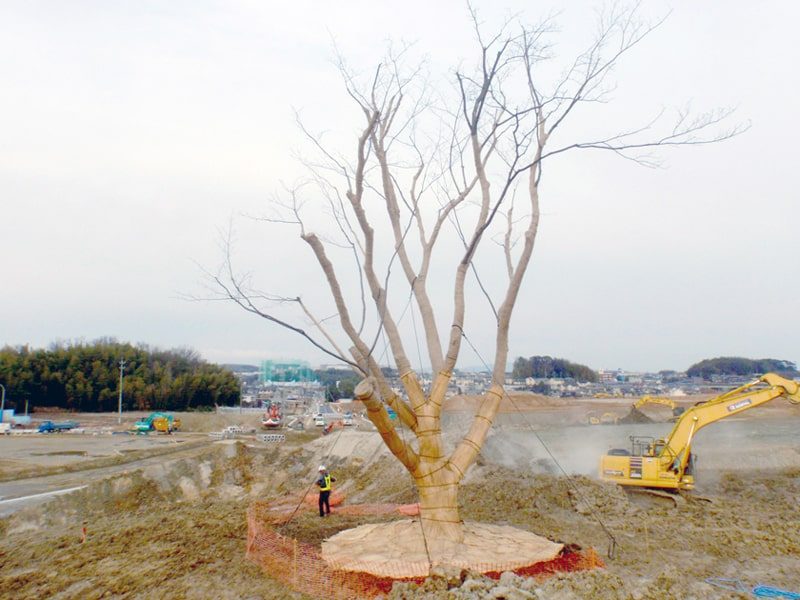 2年がかりの大プロジェクト ヤマザクラ移植工事の画像
