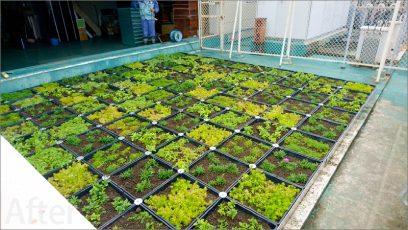 「みどりの助成金」を利用した工場緑化