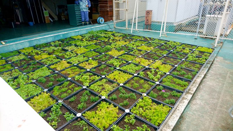 「みどりの助成金」を利用した工場緑化