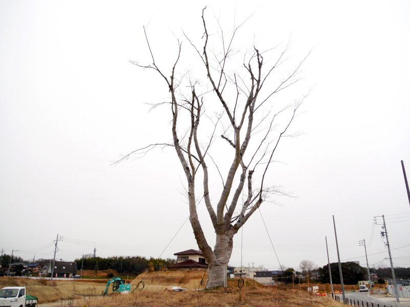 東郷町中央土地区画整理地内 ヤマザクラ移植後2年次診断