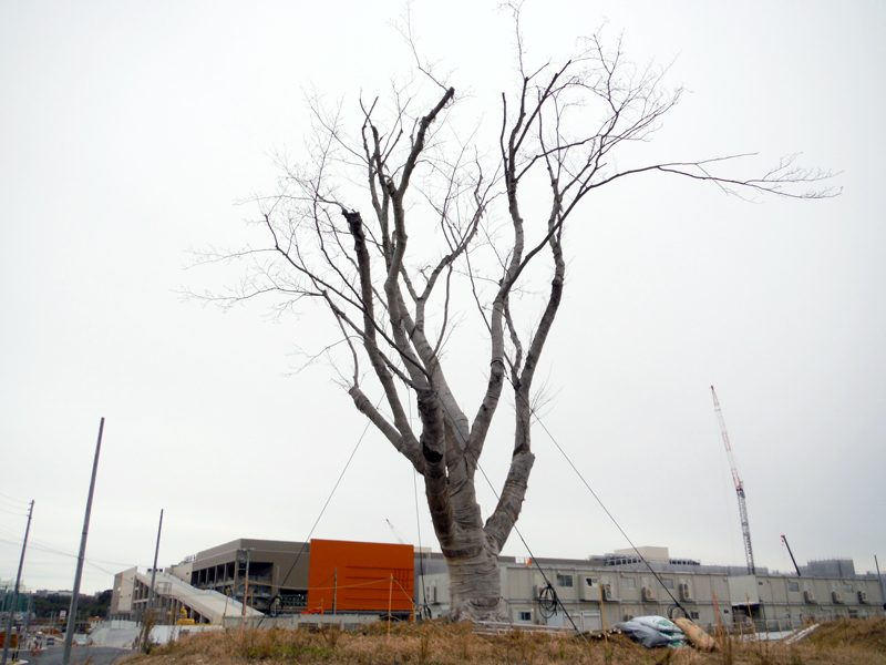 東郷町中央土地区画整理地内 ヤマザクラ移植後2年次診断