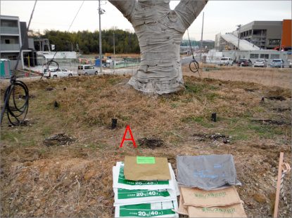 東郷町中央土地区画整理地内 ヤマザクラ移植後2年次診断