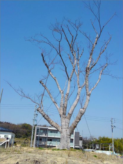 東郷町中央土地区画整理地内 ヤマザクラ移植後2年次診断
