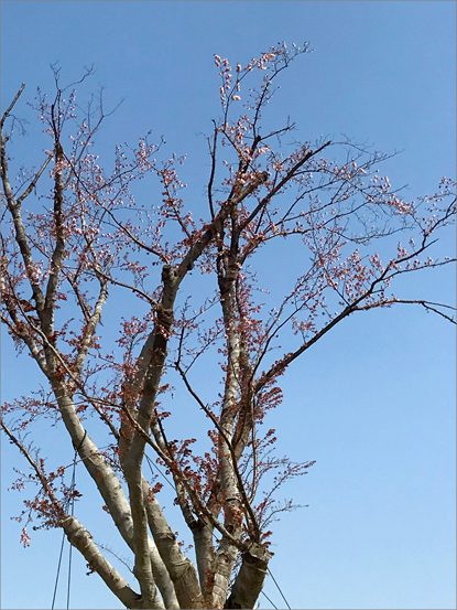 東郷町中央土地区画整理地内 ヤマザクラ移植後2年次診断