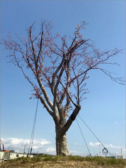 東郷町中央土地区画整理地内 ヤマザクラ移植後2年次診断の画像