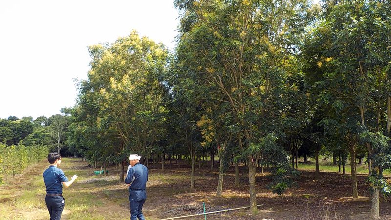 名駅ダイヤメイテツビル 外構植栽工事